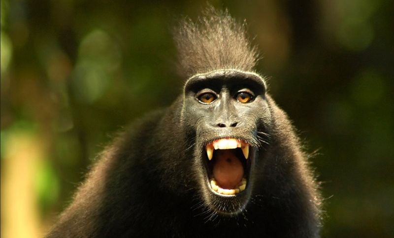 angry monkey